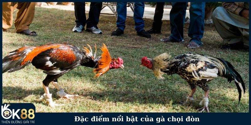Đặc điểm nổi bật của gà chọi đòn