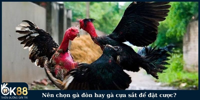 Nên chọn gà đòn hay gà cựa sắt để đặt cược